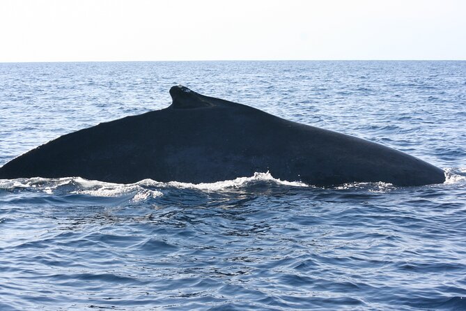 San Jose Del Cabo Small-Group Sunrise Whale Watching - Expectations and Requirements