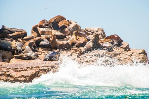 San Jose Del Cabo: Snorkeling Tour With Food and Drinks, - Speedboat Ride and Snorkeling