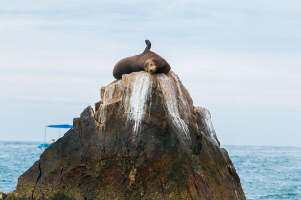 San Jose Del Cabo: Snorkeling Tour With Food and Drinks, - Flexible Booking Options