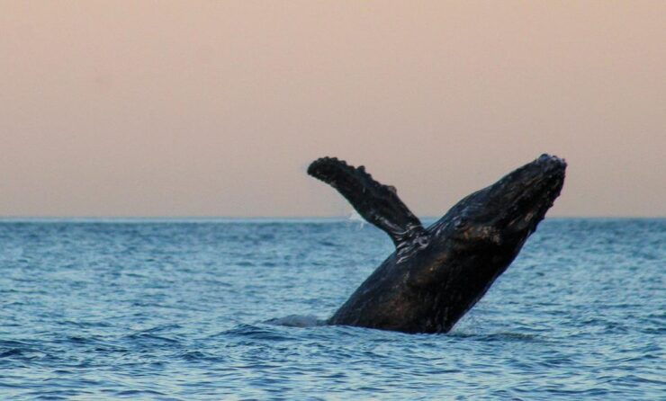 San Jose Del Cabo Sunset Whale Watching - Activity Details