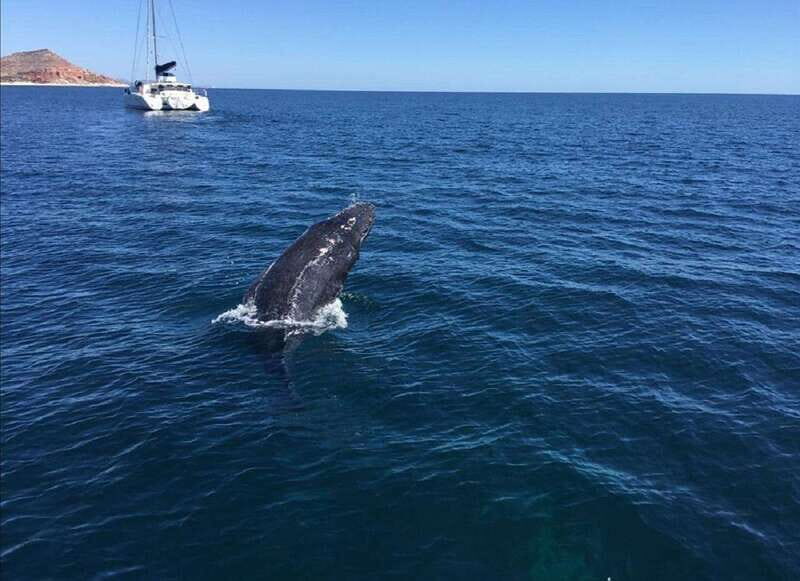 San José del Cabo: Whale Watching Experience - Good To Know