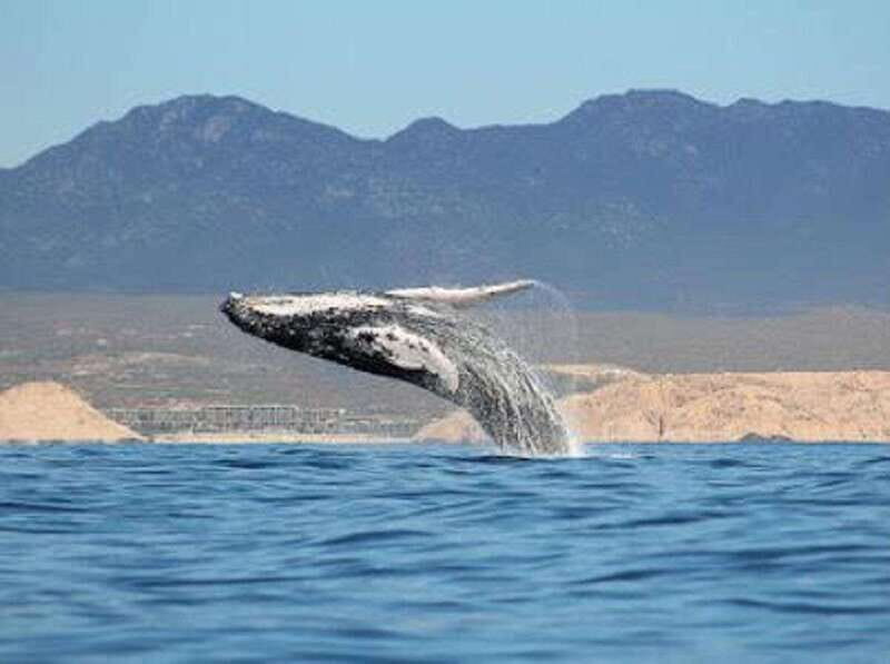 San José del Cabo: Whale Watching Experience - Introduction to the Whale Watching Tour