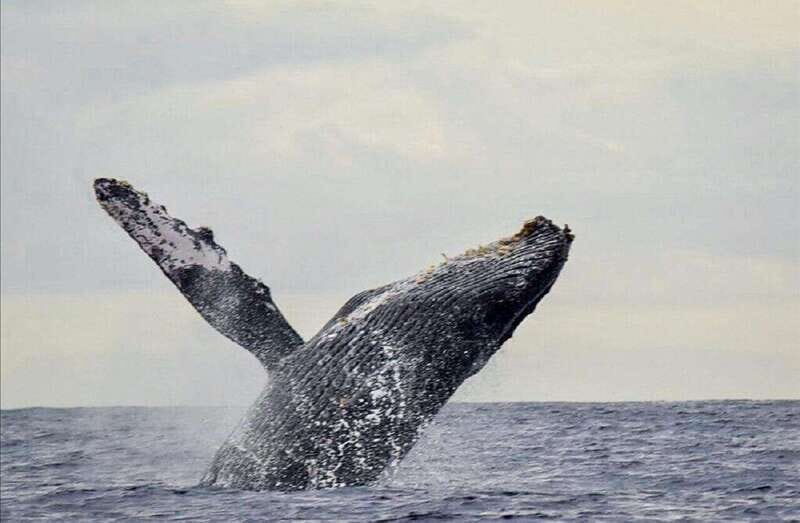 San José del Cabo: Whale Watching Experience - The Value of This Whale Watching Tour