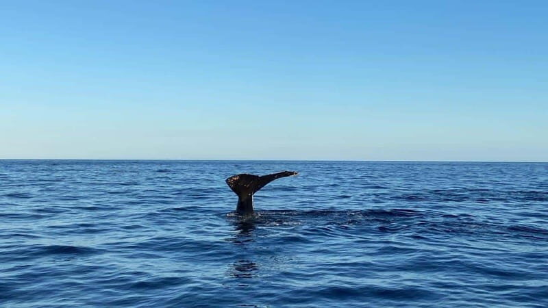 San José del Cabo: Whale Watching Experience - Who Will Love This Experience?