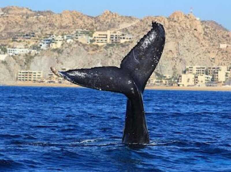 San José del Cabo: Whale Watching Experience - The Sum Up