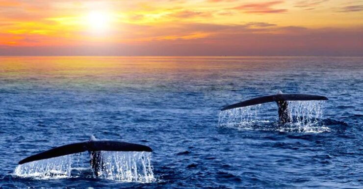 San Jose Del Cabo Whale Watching Sunrise Tour - Tour Duration and Whale Watching Season