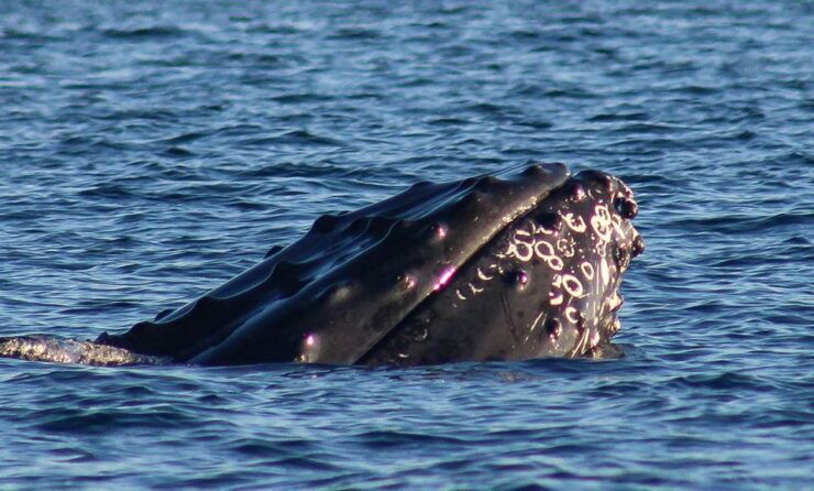 San Jose Del Cabo Whale Watching Sunrise Tour - Expert Guides and Complimentary Photos