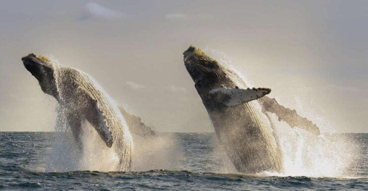 San Jose Del Cabo Whale Watching - Booking Flexibility