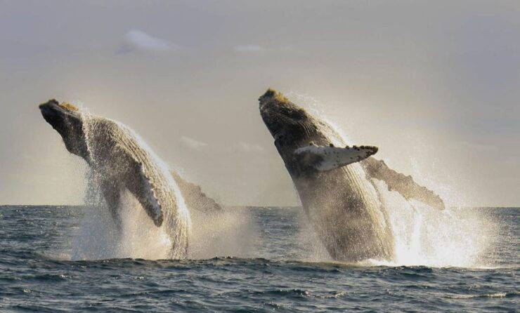 San Jose Del Cabo Whale Watching - Tour Details