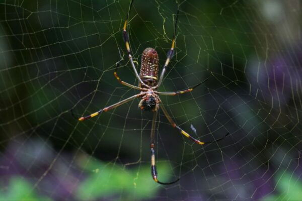 San Juan: Camuy Caves Experience Tour With Pickup & Drop-Off - Common Questions