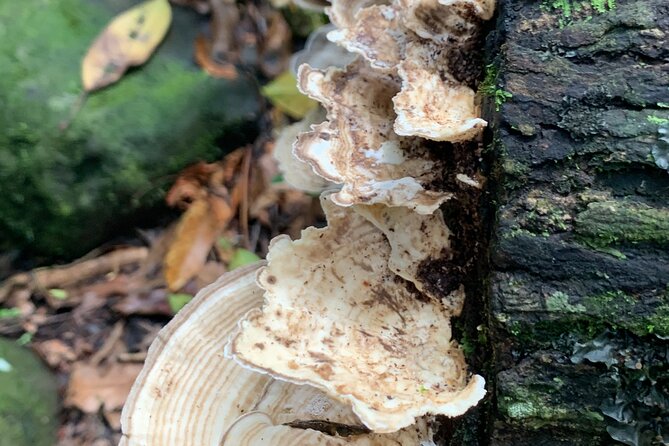 San Juan Full-Day Rain Forest Adventure Tour - Important Requirements and Restrictions