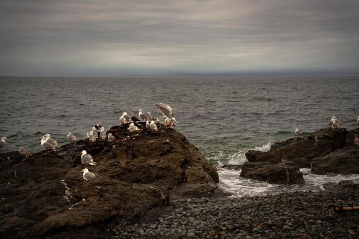 San Juan Island: 3-Hour Kayak Tour - Good To Know