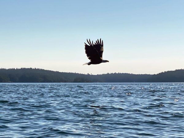 San Juan Island: Full Day Kayaking Tour - Transportation Details