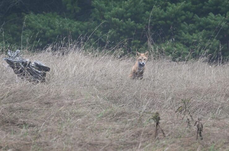 San Juan Island NP: Scenic Coast and Wildlife Hike - Good To Know