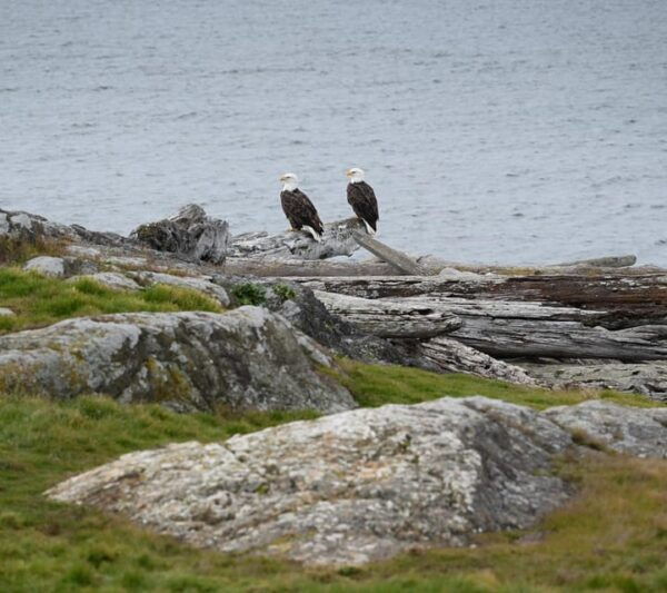 San Juan Island NP: Scenic Coast and Wildlife Hike - Frequently Asked Questions