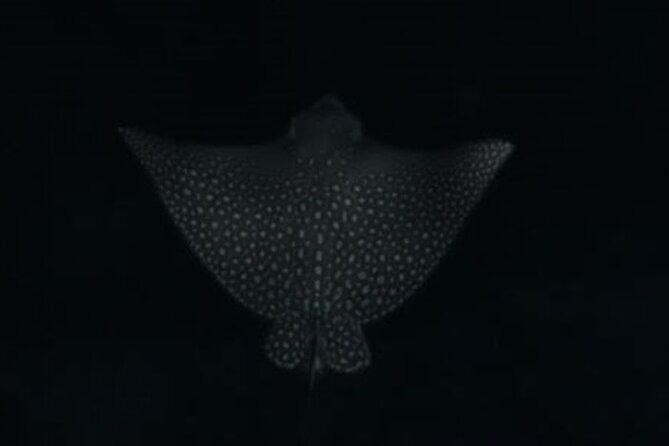 San Juan LED Night Snorkel - The Value of the Tour