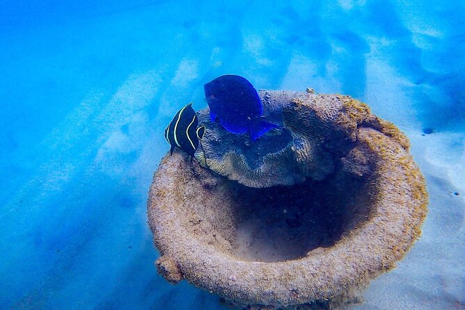 San Juan Small-Group Adult Learn to Snorkel Experience  - Puerto Rico - Cancellation Policy