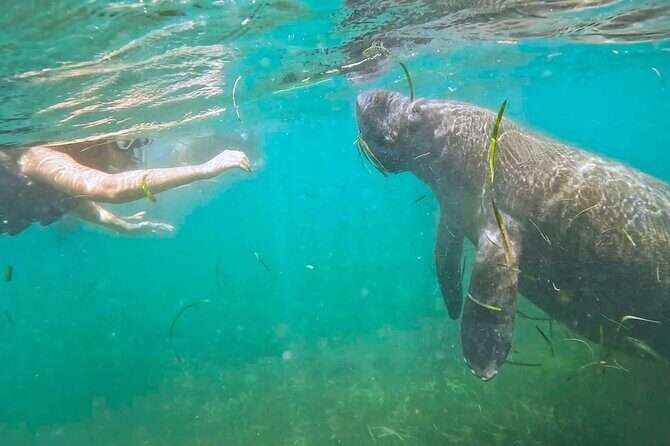 San Juan Snorkel with Turtles and Manatee's; Free Video and Rum! - An In-Depth Look at the Snorkel Adventure