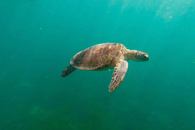San Juan: Snorkeling with Turtles Adventure and Free Videos - Good To Know