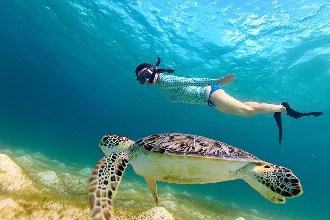 San Juan Turtle Spotting Snorkel Adventure with Videos - Good To Know