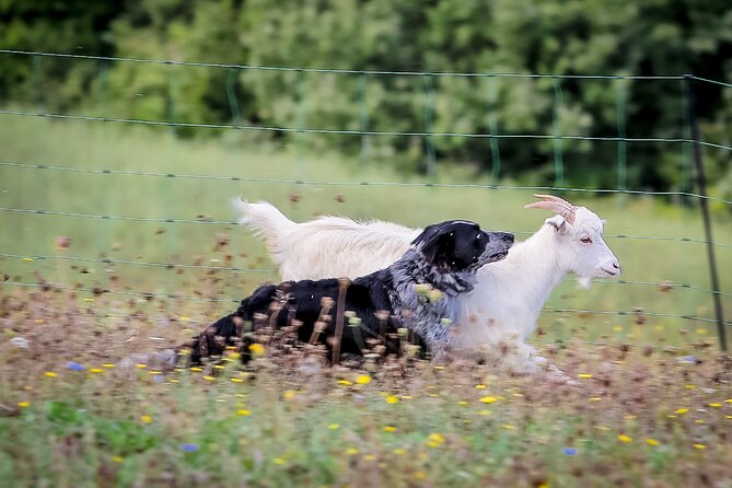 San Leo Cashmere: Farm Experience - Good To Know
