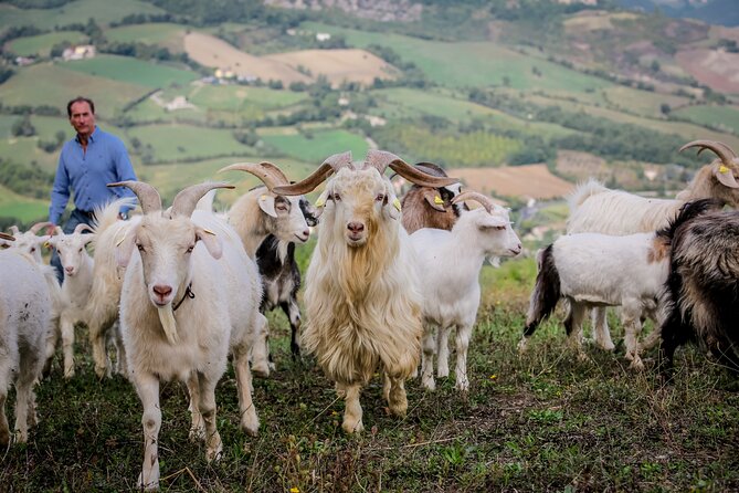 San Leo Cashmere: Farm Experience - Location and Activities