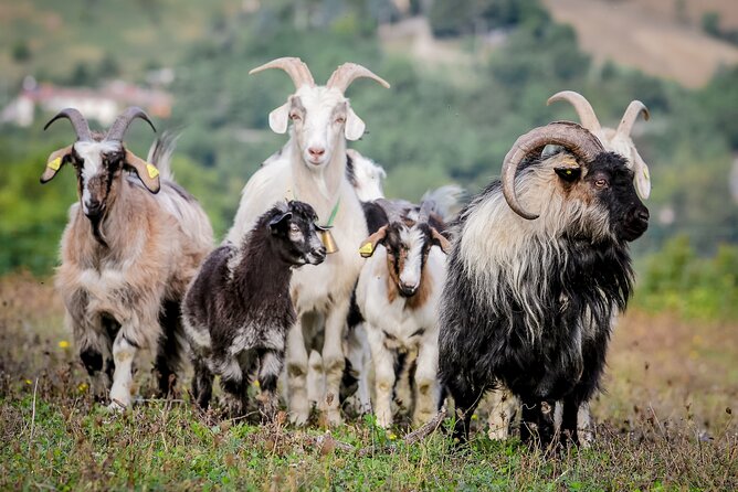 San Leo Cashmere: Farm Experience - Transportation and Meeting Point