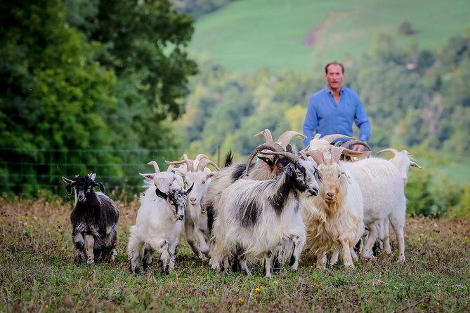 San Leo Cashmere: Farm Experience - The Sum Up