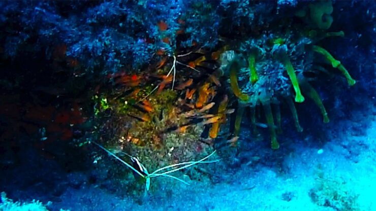 San Miguel De Abona: 2–Dive Package - Dive Center Location