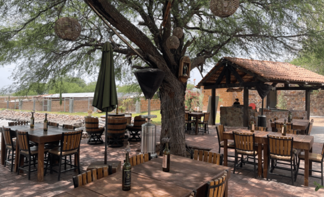 San Miguel De Allende: a Journey Through Vineyards - Wine Tasting Session