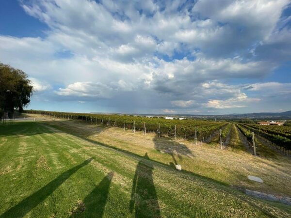 San Miguel De Allende: a Journey Through Vineyards - Strolling Through Vineyards