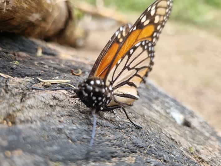 San Miguel De Allende: Monarch Butterfly Tour - Good To Know