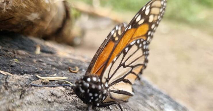 San Miguel De Allende: Monarch Butterfly Tour - Experience Highlights