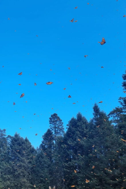 San Miguel De Allende: Monarch Butterfly Tour - Tour Description