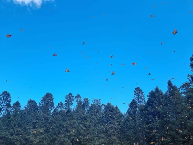 San Miguel De Allende: Monarch Butterfly Tour - Witness Monarch Butterflies Sanctuary