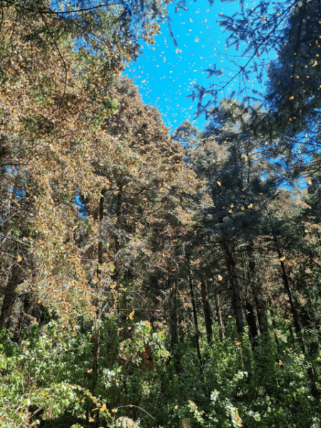 San Miguel De Allende: Monarch Butterfly Tour - Frequently Asked Questions