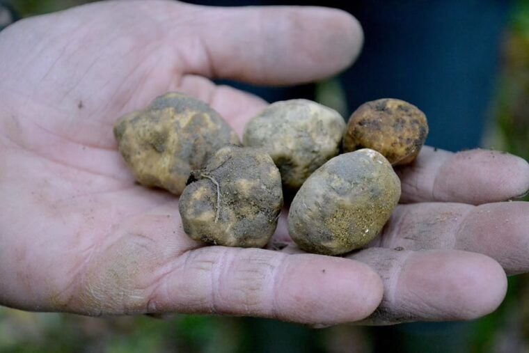 San Miniato: Truffle Hunting, Food, and Gourmet Experience - The Sum Up