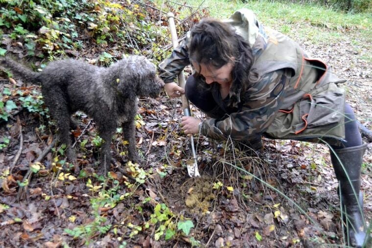 San Miniato: Truffle Hunting, Food, and Gourmet Experience - FAQ