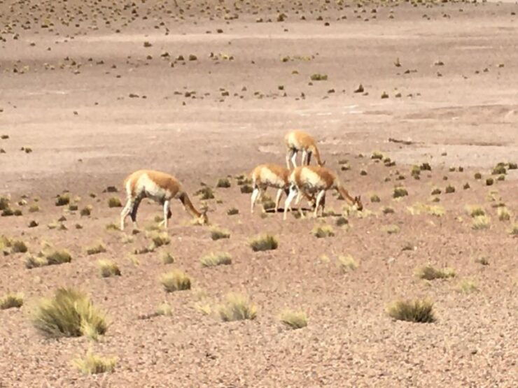 San Pedro De Atacama: Geyser Del Tatio Tour in Safari Bus - Activity Details