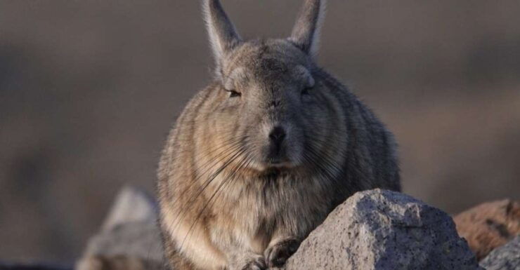 San Pedro De Atacama: Wildlife Safari and Photography Tour - Activity Details