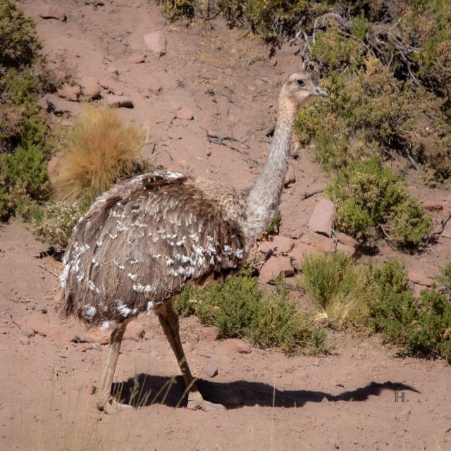 San Pedro De Atacama: Wildlife Safari and Photography Tour - Experience Highlights