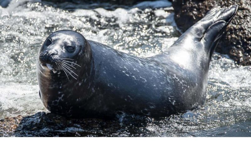 San Pedro: West Harbor LA Dolphin & Whale Watching Cruise - Final Thoughts: Who Is This Tour Best For?