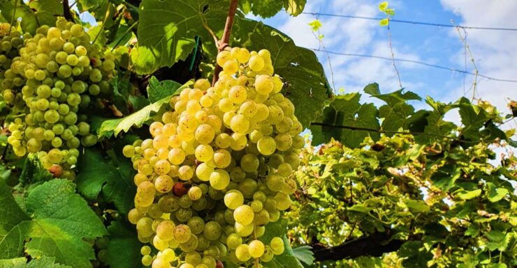 San Pietro Di Feletto: Vineyard Tour With Cellar Visit - Good To Know