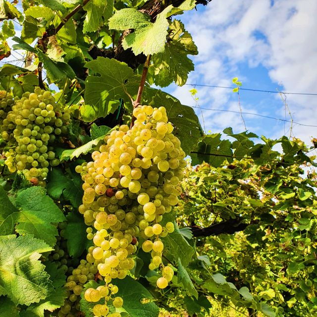 San Pietro Di Feletto: Vineyard Tour With Cellar Visit - Tour Details