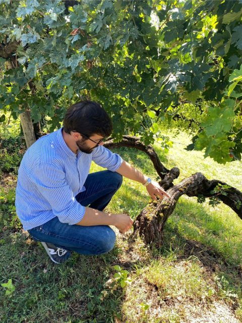 San Pietro Di Feletto: Vineyard Tour With Cellar Visit - Directions