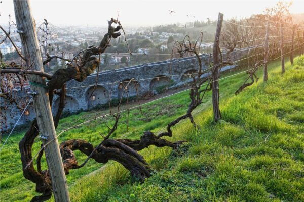 San Pietro Di Feletto: Vineyard Tour With Cellar Visit - Frequently Asked Questions