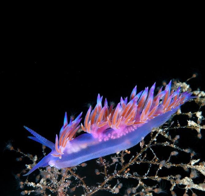 San Teodoro: Diving in the Marine Protected Area of Tavolara - Experience Details