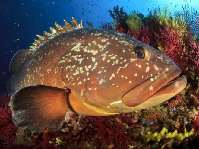 San Teodoro: Diving in the Marine Protected Area of Tavolara - Directions to Marina