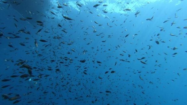 San Teodoro: Diving in the Marine Protected Area of Tavolara - The Sum Up