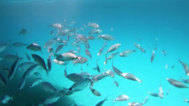 San Teodoro: Snorkeling in Tavolara Marine Protected Area - Activity Highlights